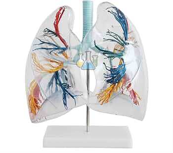 Bronchial Tree With Larynx & Transparent Lung Lobes Classic